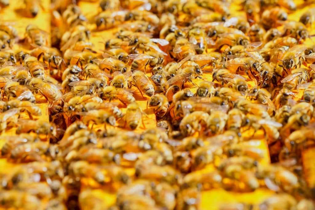 Organic bees