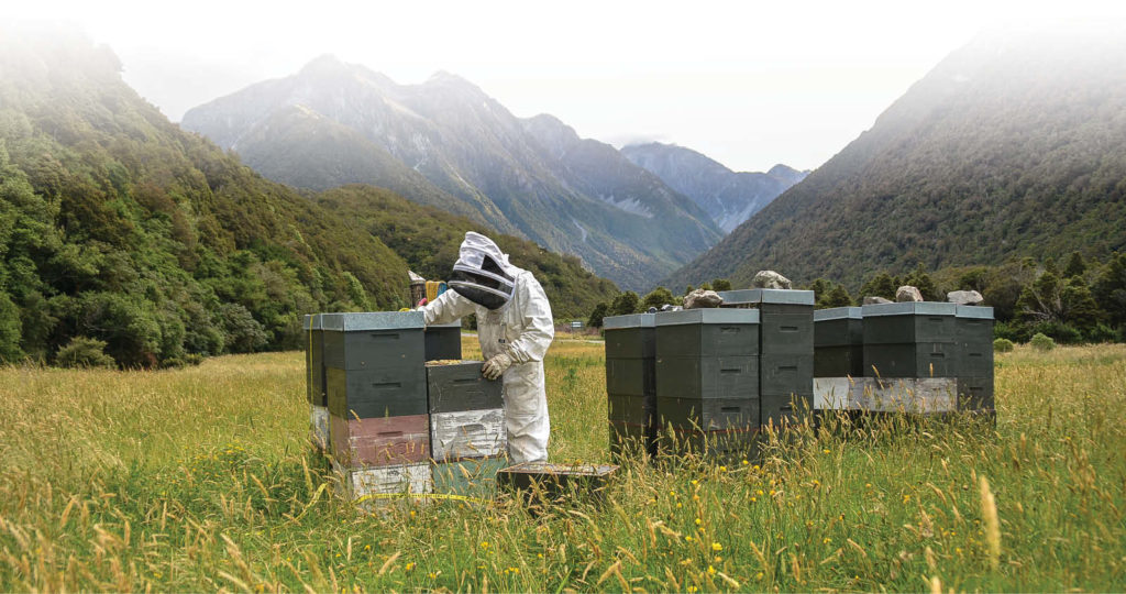 TranzAlpine Honey Beekeeping New Zealand