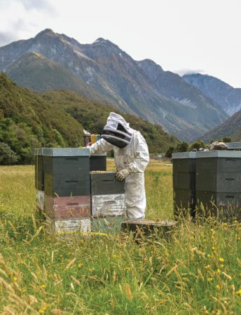 Tranzalpine honey beekeeper working with hives in the west coast