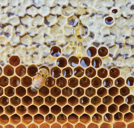 TranzAlpine Honey – Honey Guide organic honey